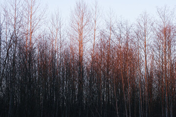 Sunset in the forest