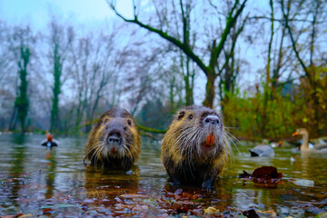 Otter in a pound