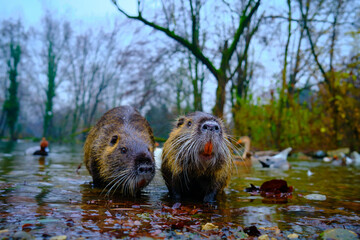 Otter in a pound