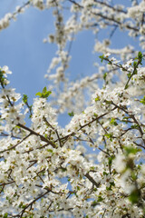 The flowers of an apricot in the spring of 2021 in Bucharest, Romania.