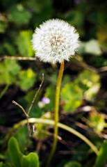 Dandelion in the field, spring begins