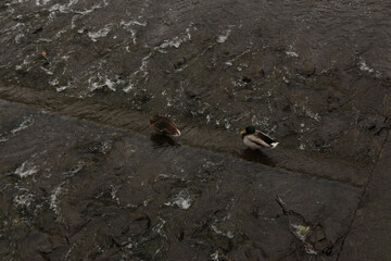 Mallards playing on the water in the river