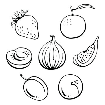 Strawberry, fig, plum, mandarin, apricot. Black line sketch collection of fruits and berries isolated on white background. Doodle hand drawn fruits. Vector illustration