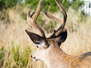Close up shot of a deer with antlers looking away from camera - Ocean Shores, WA, USA