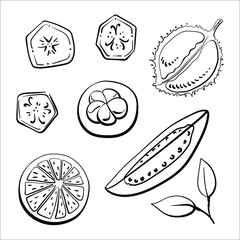 Top view of sliced fruits. Black line sketch collection of fruits and berries isolated on white background. Doodle hand drawn fruits. Vector illustration