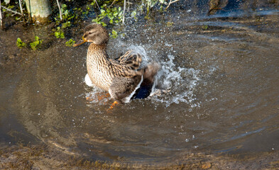 Hampshire, England, UK. 2021.  Duck cleaning its feathers in  a puddle of water