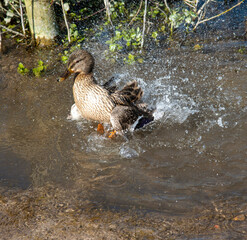 Hampshire, England, UK. 2021.  Duck cleaning its feathers in  a puddle of water