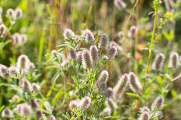 Blurred image of a summer meadow on a sunny day.