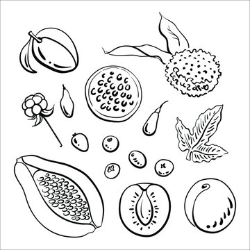 Papaya, lychee, plum, apricot, passion fruit, berries. Whole and slices. Black line sketch collection of fruits and berries isolated on white background. Doodle hand drawn fruits. Vector illustration