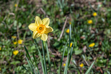 Osterglocke / Gelbe Narzisse im Frühling