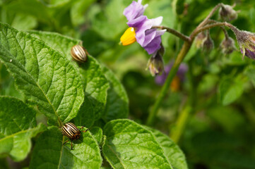 Blurred image of a potato plant with сolorado beetle.