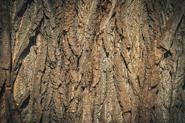 Tree bark background. Abstract natural texture