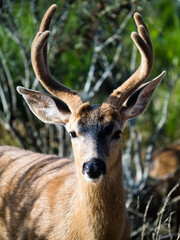 Close up shot of a deer with antlers in Ocean Shores, WA, USA