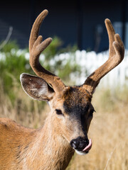 Close up shot of a deer with antlers licking its mouth - Ocean Shores, WA, USA