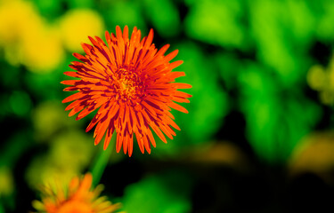 Flower colorful for background