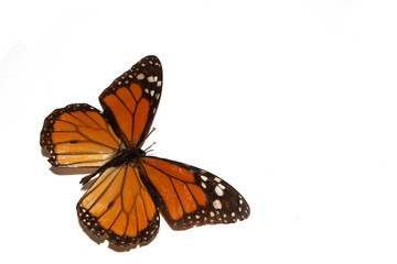 Fototapeta na wymiar Butterfly on a White background from a Lepidoptera Collection
