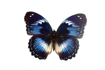 Butterfly on a White background from a Lepidoptera Collection