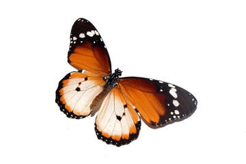Butterfly on a White background from a Lepidoptera Collection