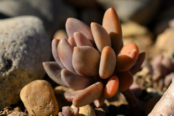 sedum
