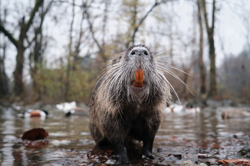 Otter in a pound