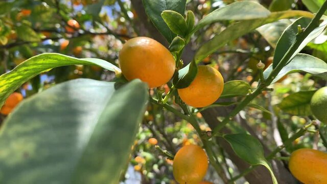 Closeup of a Kumquat Tree