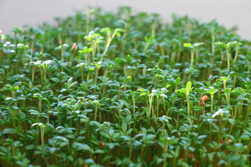 Young green cress sprouts. Indoor gardening lifestyle.