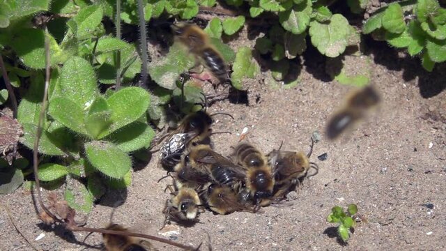 Fr&uuml;hlings-Seidenbiene&nbsp;(Colletes cunicularius)