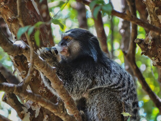 sagui em arvoré comendo jaboticaba