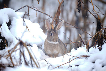 Rabbit in winter with snow