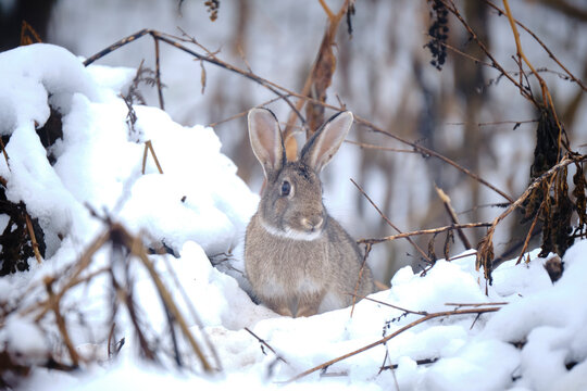 Rabbit in winter with snow
