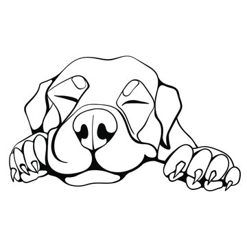 vector linear freehand drawing of peacefully and cute sleeping rottweiler dog isolated on white background. can be used in advertising of goods for animals, pet stores, food, dog beds, for printing.