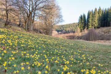 Die Narzissenwiesen von Kalterherberg in der Eifel