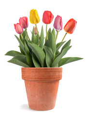tulips flowers in vase