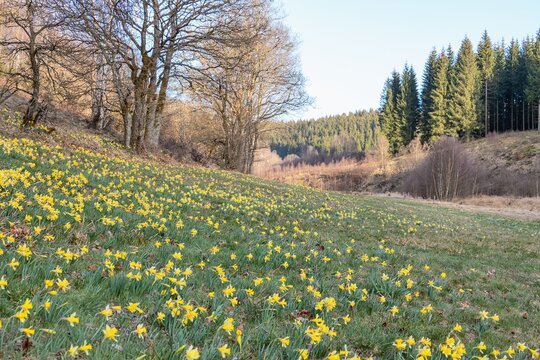 Die Narzissenwiesen von Kalterherberg in der Eifel