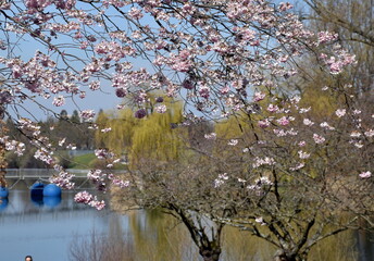 Flückinger See in Freiburg im Frühling