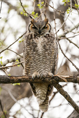 Great Horned Owl - Pose