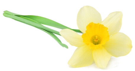 Fototapeta premium Narcissus isolated on white background