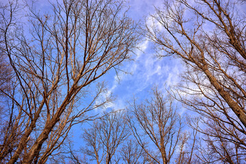 Silhouettes of tree branches against the spring blue sky. Beautiful background.