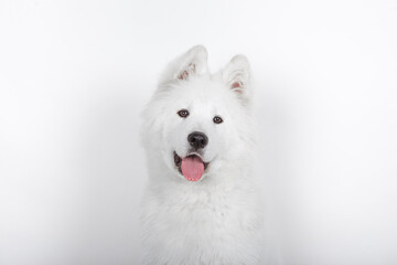 Portrait of a Young Samoyed man looking at camera on a white background