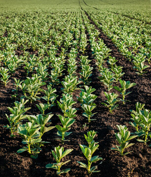 young Vicia faba, bean fava plants, close up of growing beans in spring, front focus