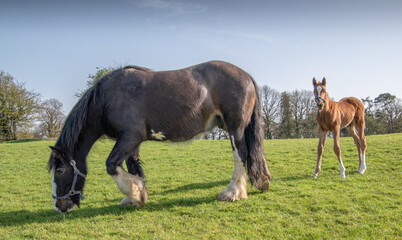 A pretty foal stands in a paddock with its mother. Summer pasture.