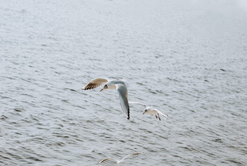 A beautiful white, gray seagull flies, soars over the sea, the wavy ocean by the ocean.