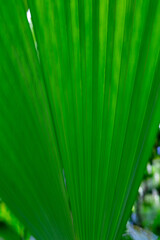 Natural Patterns of Costa Rica