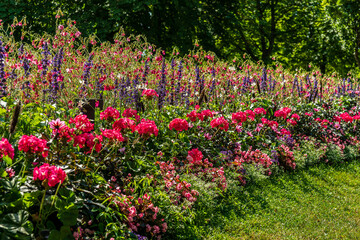Large and colorful flowerbed in bright sunlight