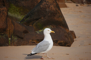Fototapeta premium Gull hunting for chips in the wild 