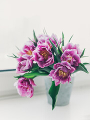 Tender violet tulips in a vintage pot on a window.