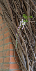 Wisteria sinensis