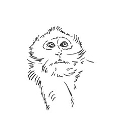 Monkey head sketch, Macaque looking up portrait hand drawn vector black and white graphics