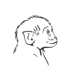 Baby monkey head sketch, Small macaque looking up portrait hand drawn vector black and white graphics