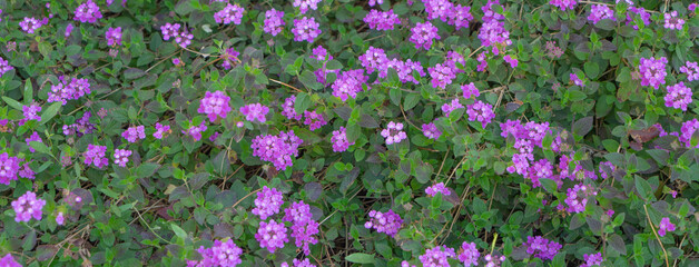 Lantana Montevidensis, vernbenaceae
